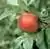 wildapple