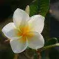 sstar