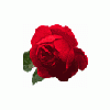 Rosewynde