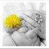 dandelionmom