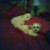 babinsky