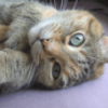 ZatKat