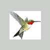 Hummingbird4