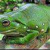woodnewt