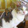 kitgordon