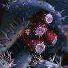 pricklypear1971