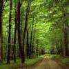 lushgreen