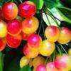 FruitEnthusiast